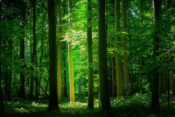 Lush green forest — Ocean Herbal natural backdrop